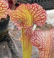H1017 Sarracenia cv Mardi Gras