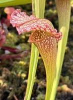H1017 Sarracenia cv Mardi Gras
