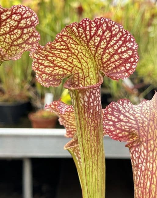 H1017 Sarracenia cv Mardi Gras