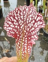 H11 HC203 S.rubra gulfensis x S.leucophylla