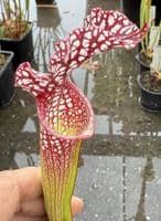 H11 HC203 S.rubra gulfensis x S.leucophylla