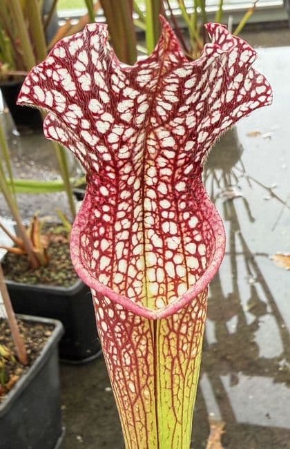 H11 HC203 S.rubra gulfensis x S.leucophylla