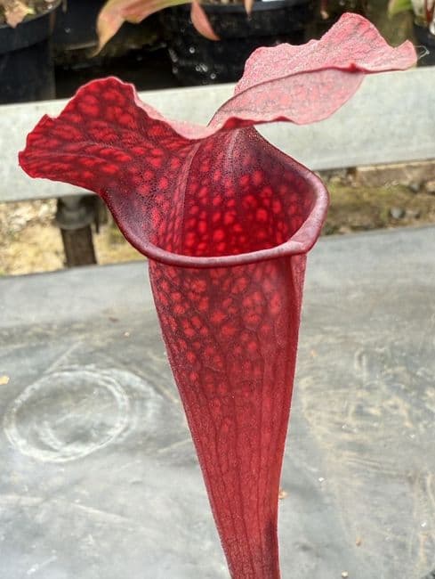 H12 SHOG1 S.cv Rita Soper x H794