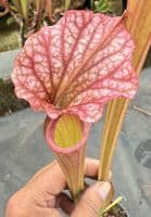 H13 G9 HC221 x S.x moorei Gulf