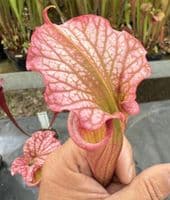 H13 G9 HC221 x S.x moorei Gulf