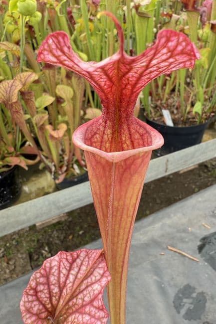 H13 G9 HC221 x S.x moorei Gulf