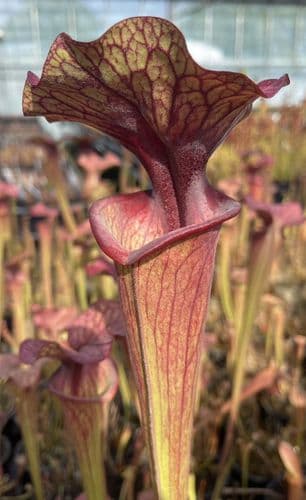 H134 S x moorei purple tube