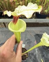 H14 G4 H406 S.moorei select