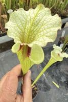 H14 G4 H406 S.moorei select