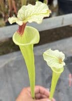 H14 G4 H406 S.moorei select