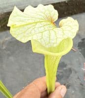 H14 G4 H406 S.moorei select