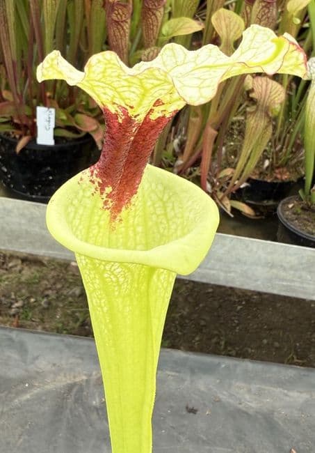 H14 G4 H406 S.moorei select