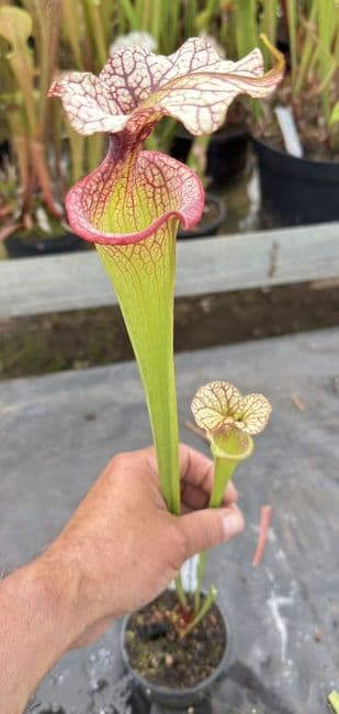 H16 H113 Sarracenia cv Adrian Slack
