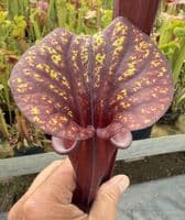 H17 Sarracenia flava var rubricorpra