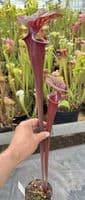 H17 Sarracenia flava var rubricorpra