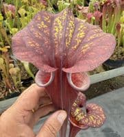 H17 Sarracenia flava var rubricorpra