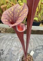 H17 Sarracenia flava var rubricorpra