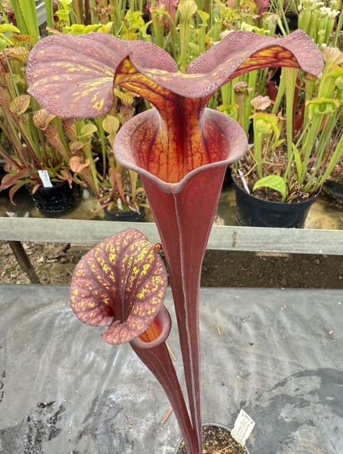 H17 Sarracenia flava var rubricorpra
