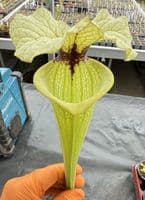 H19 H404 Select Sarracenia
