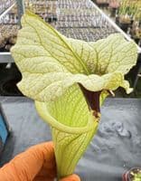 H19 H404 Select Sarracenia