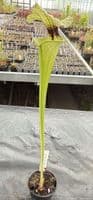H19 H404 Select Sarracenia