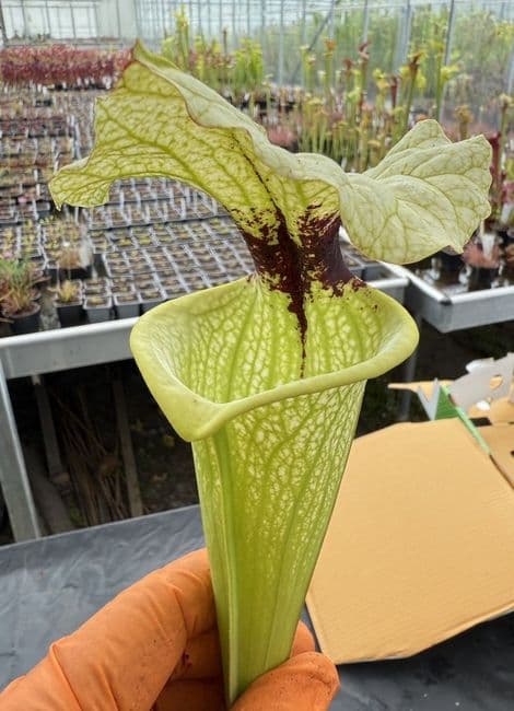 H19 H404 Select Sarracenia