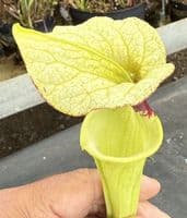 H2 G2 H404 S.moorei select