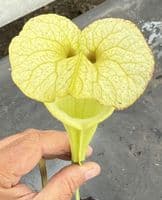 H2 G2 H404 S.moorei select