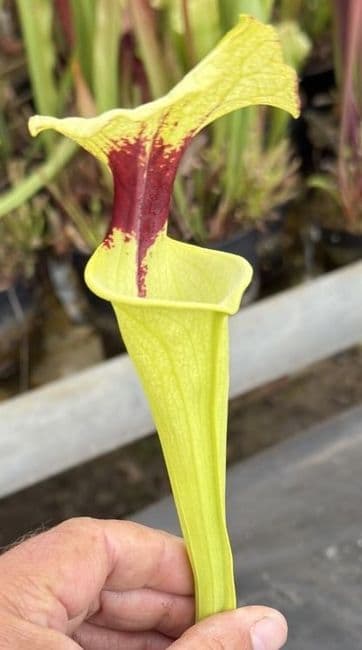 H2 G2 H404 S.moorei select