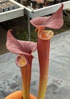 H20 SF631A Sarracenia flava var atropurpurea JB