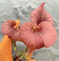 H20 SF631A Sarracenia flava var atropurpurea JB