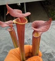 H20 SF631A Sarracenia flava var atropurpurea JB