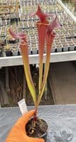 H20 SF631A Sarracenia flava var atropurpurea JB