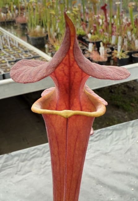 H20 SF631A Sarracenia flava var atropurpurea JB