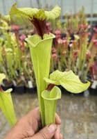 H25 G10 HC226 x S.x moorei select