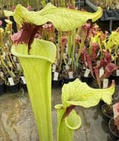 H25 G10 HC226 x S.x moorei select