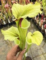 H25 G10 HC226 x S.x moorei select