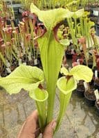 H25 G10 HC226 x S.x moorei select