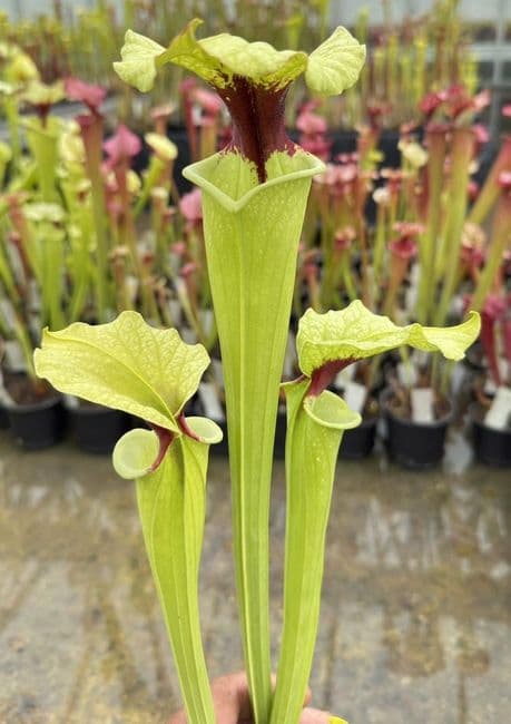 H25 G10 HC226 x S.x moorei select