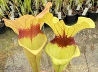 H26 S.cv Asbo x S.cv Peaches