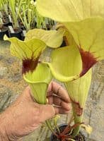 H26 S.cv Asbo x S.cv Peaches