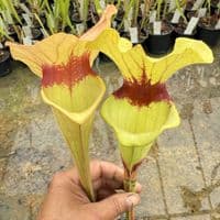 H26 S.cv Asbo x S.cv Peaches