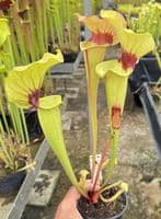 H26 S.cv Asbo x S.cv Peaches