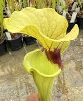 H26 S.cv Asbo x S.cv Peaches