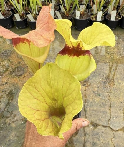 H26 S.cv Asbo x S.cv Peaches