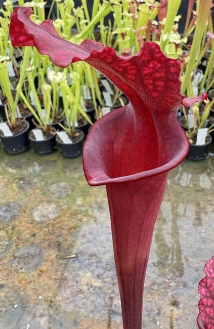 H27 H794 Sarracenia Hybrid