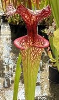 H28 H224 Sarracenia x moorei cv John David King