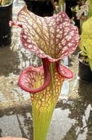 H28 H224 Sarracenia x moorei cv John David King