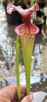 H28 H224 Sarracenia x moorei cv John David King