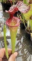 H28 H224 Sarracenia x moorei cv John David King